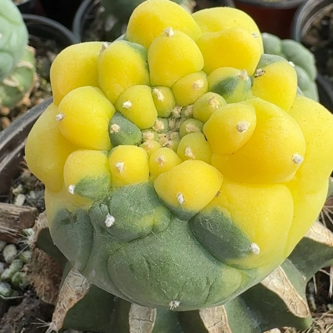 【闪购商品】苗接大尤鲜锦493鲜人球