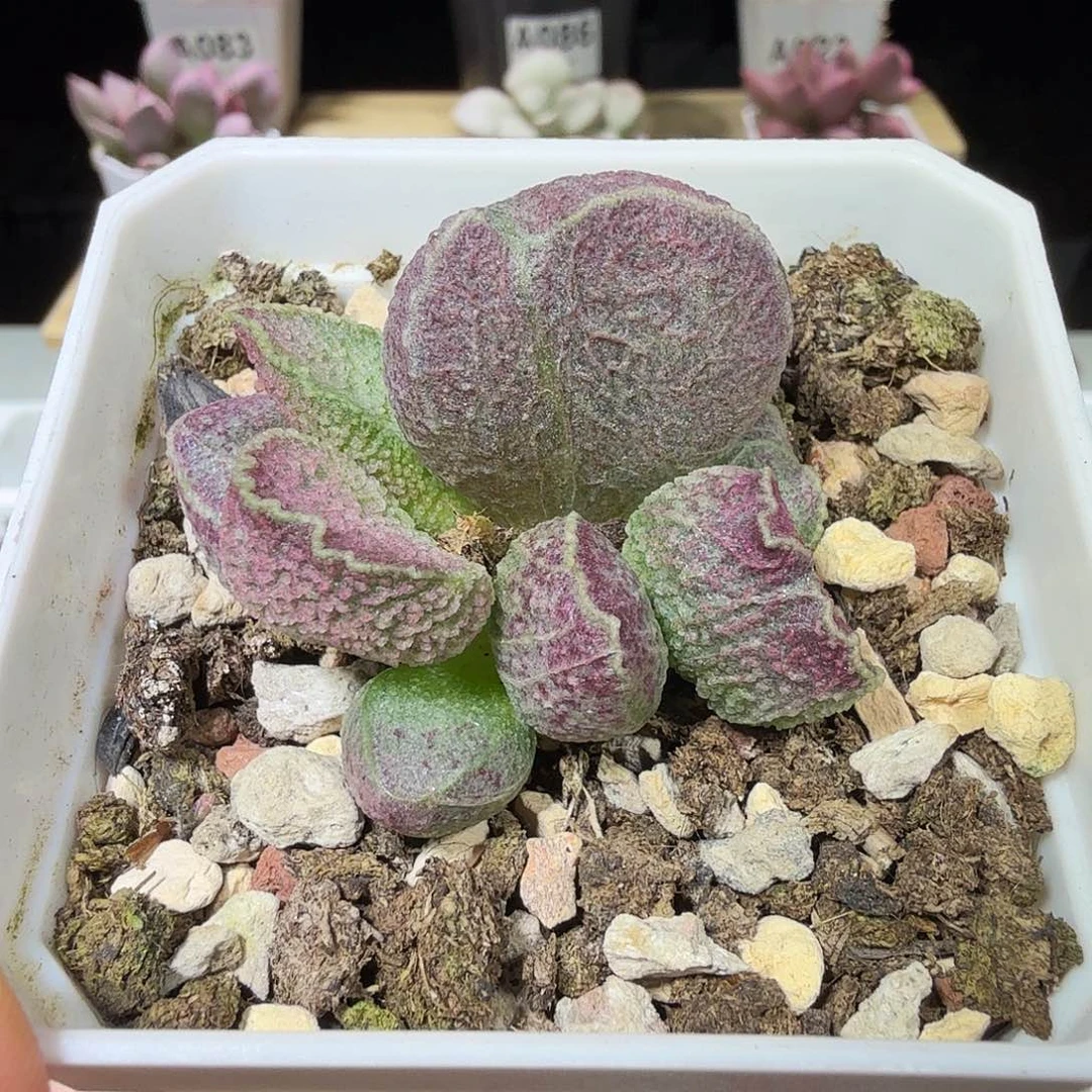 哈默猪肝水泡多肉植物