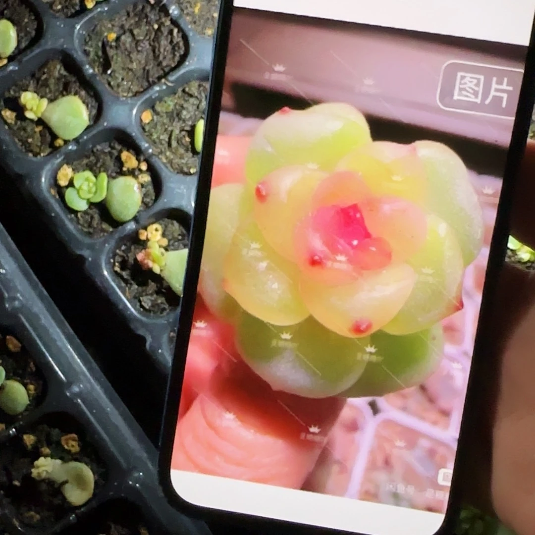 风花240 小中苗穴一个满25包邮