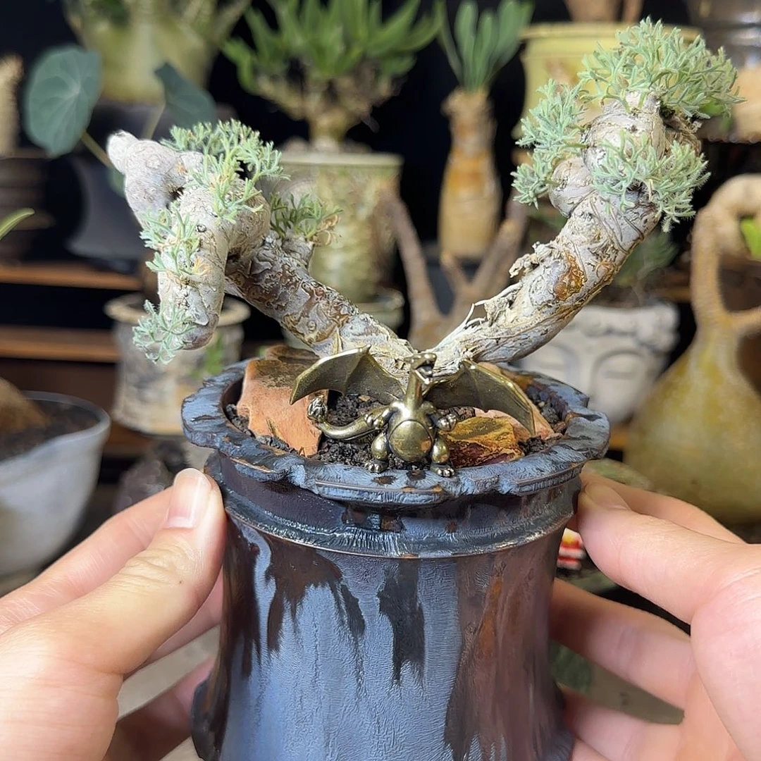 一物一拍黑皮月界720