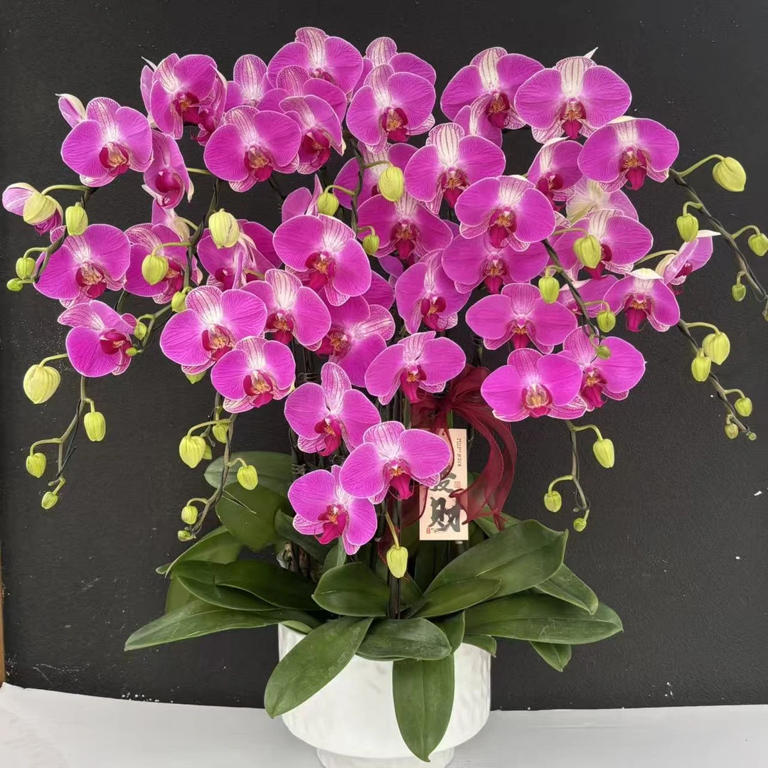 （鸿运当头）大花型蝴蝶兰花卉鲜花高级盆栽观花花卉