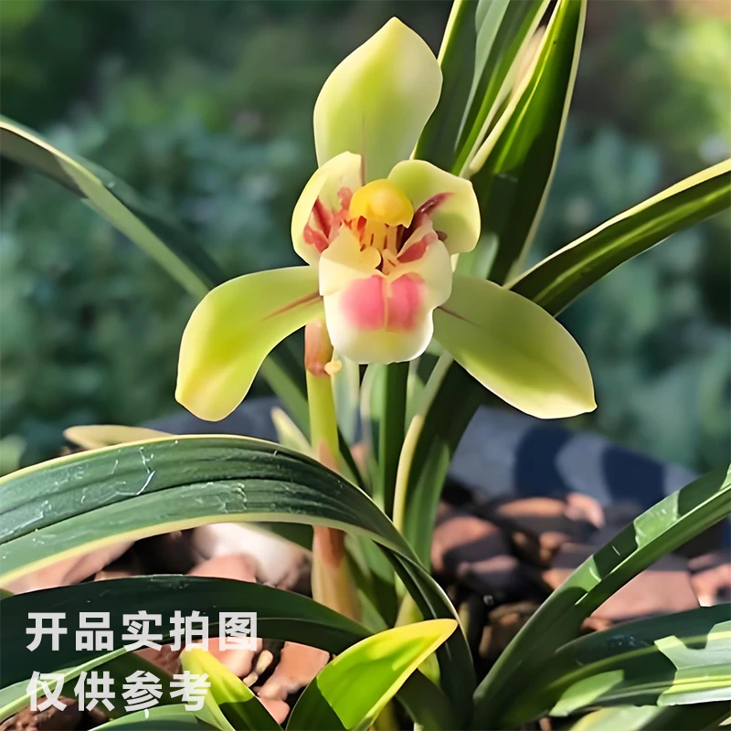 春兰[彩云荷]2-3苗祼根 浓香型兰花 花期11-2月