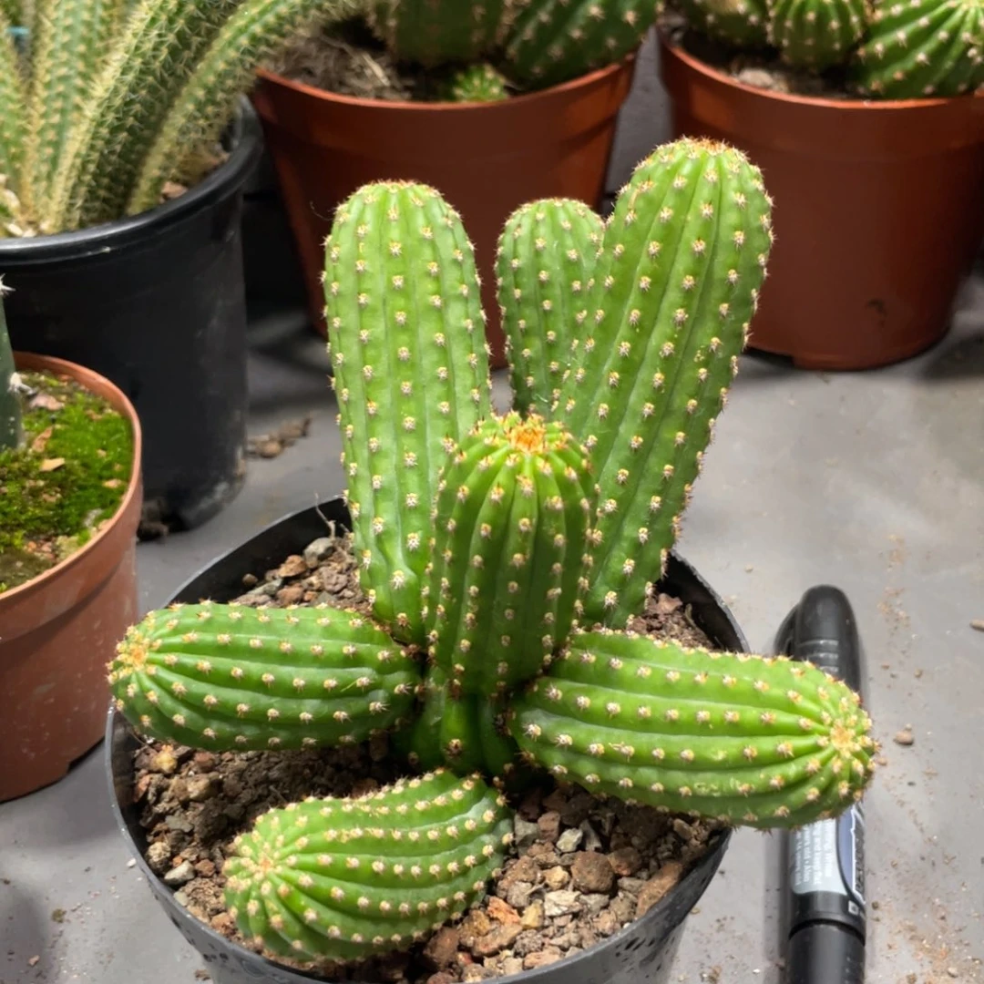 进口金妞金4群生一物一拍14