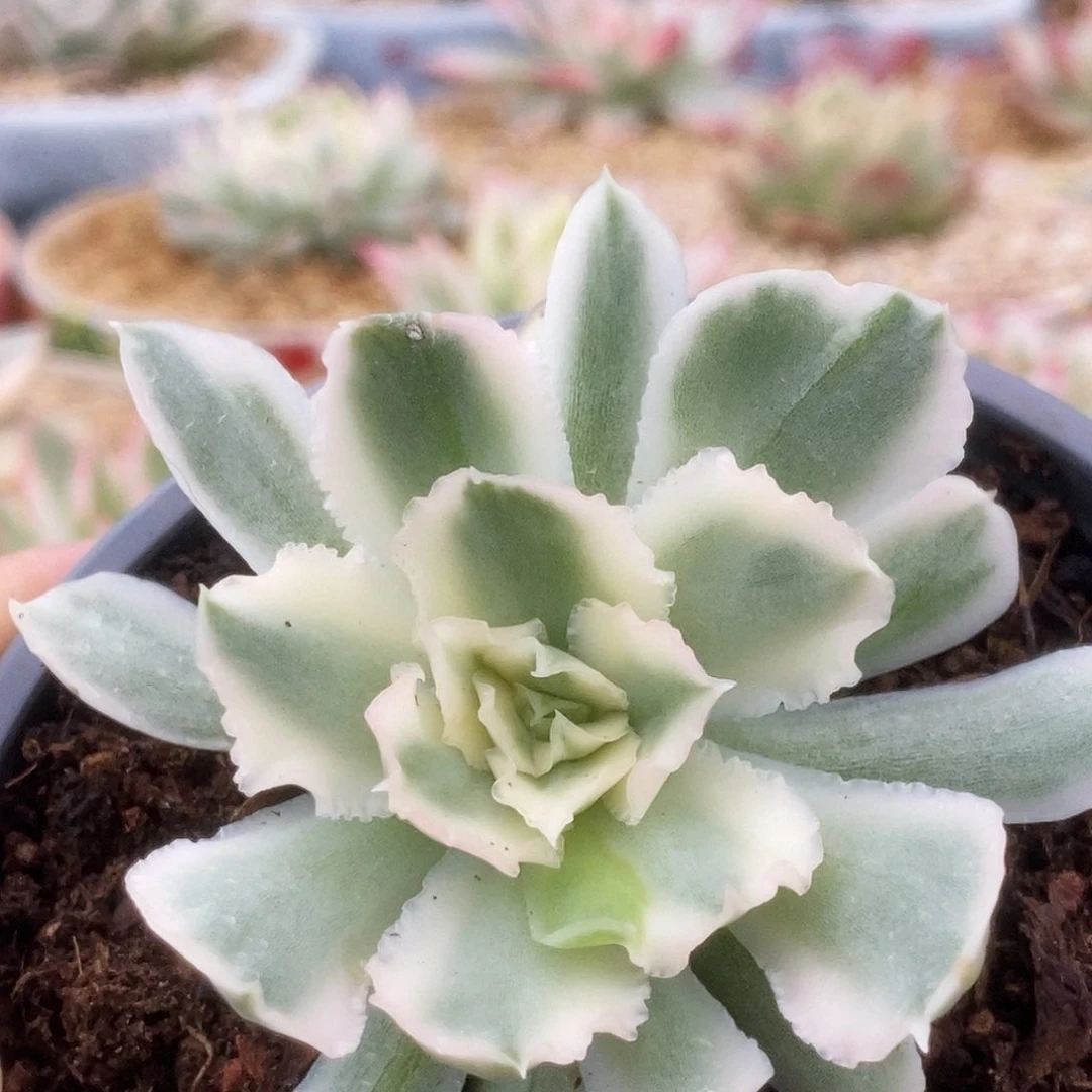 037紫蝴蝶锦锦锦锦锦锦锦锦