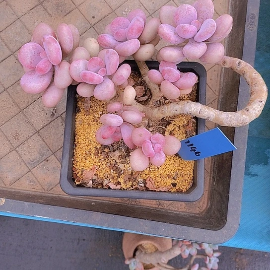 D****p1146多肉植物老桩
