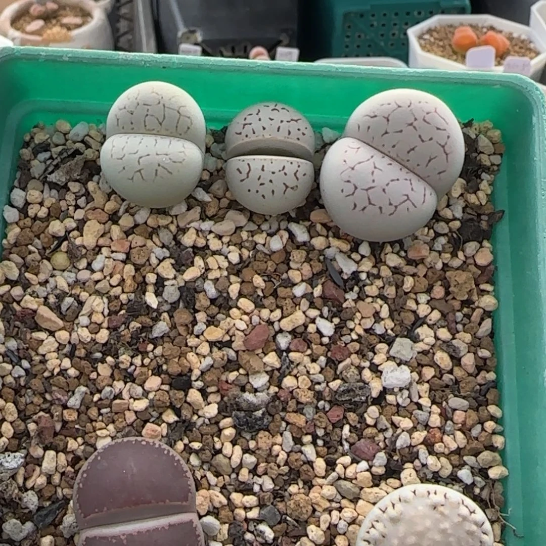 11.18。萌肉清盒福利。7021