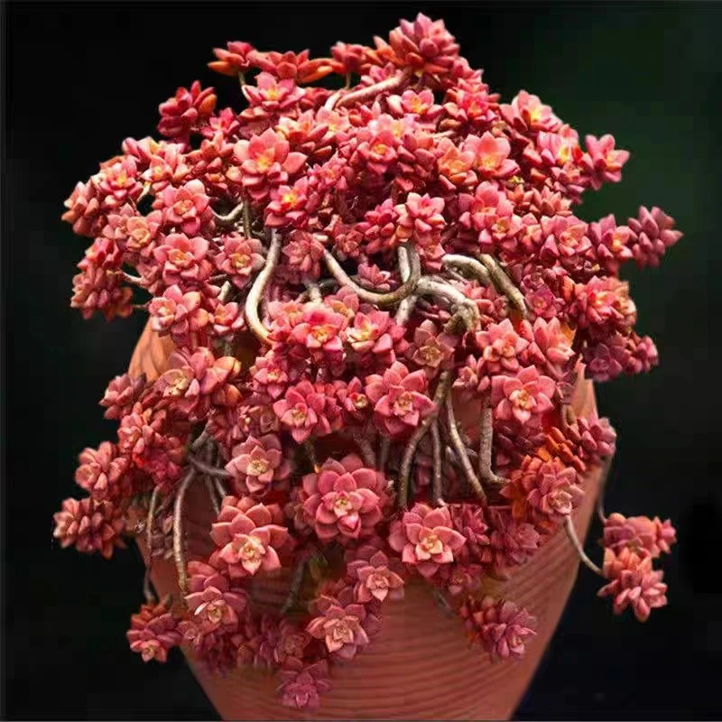 老桩姬胧月  阳台庭院多肉植物  精品老桩好养植物