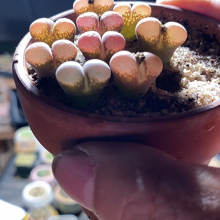 28379。    c10杂交优选一颗。