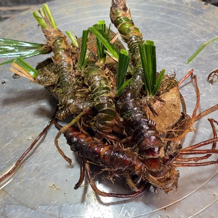 C***g无花朵石菖蒲在哪啊