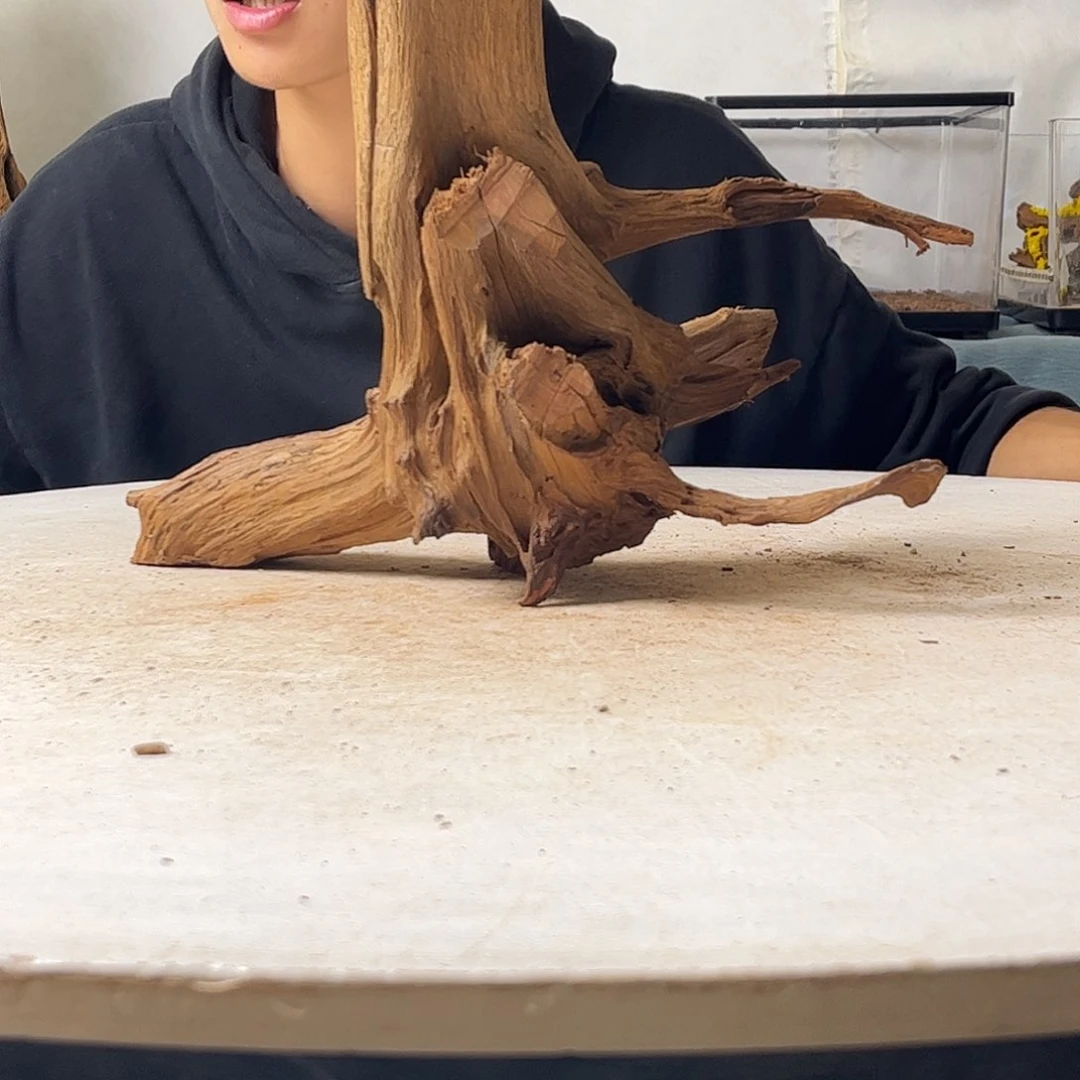 沉木造景寄居蟹造景