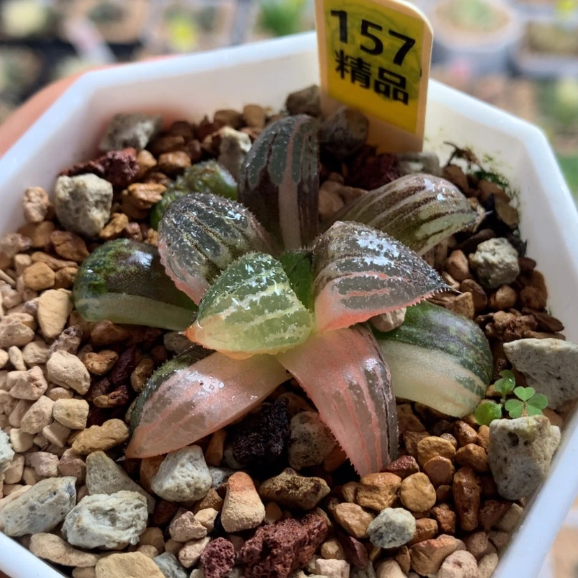 【闪购商品】157筋斗云