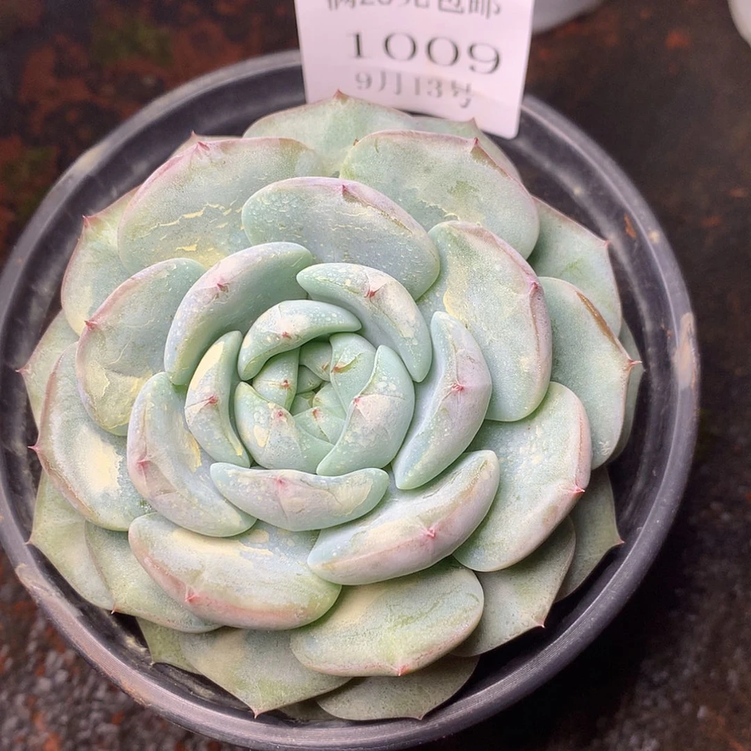 【闪购商品】云1009号9厘米