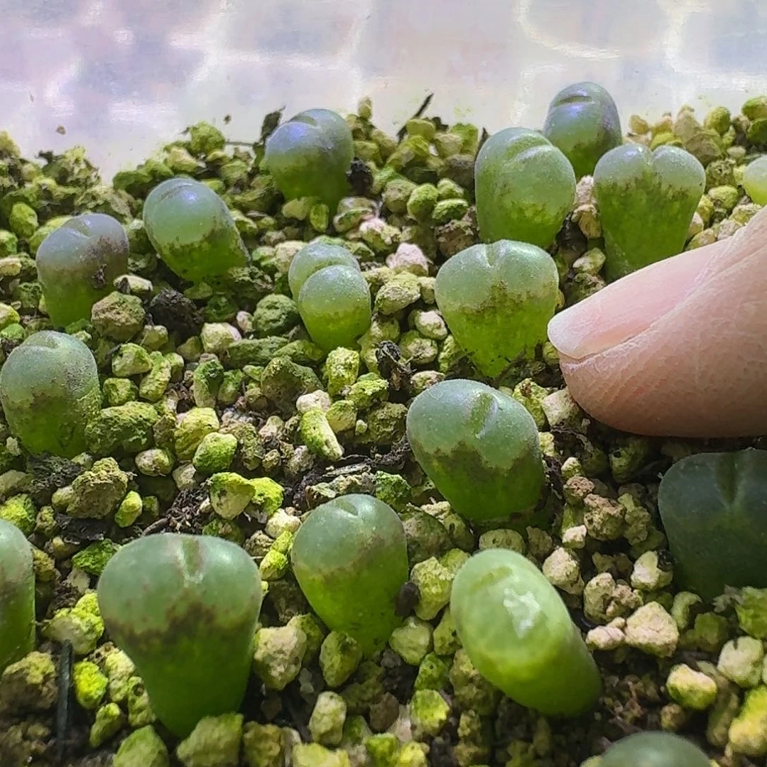 ·***.单头c10一年苗专拍