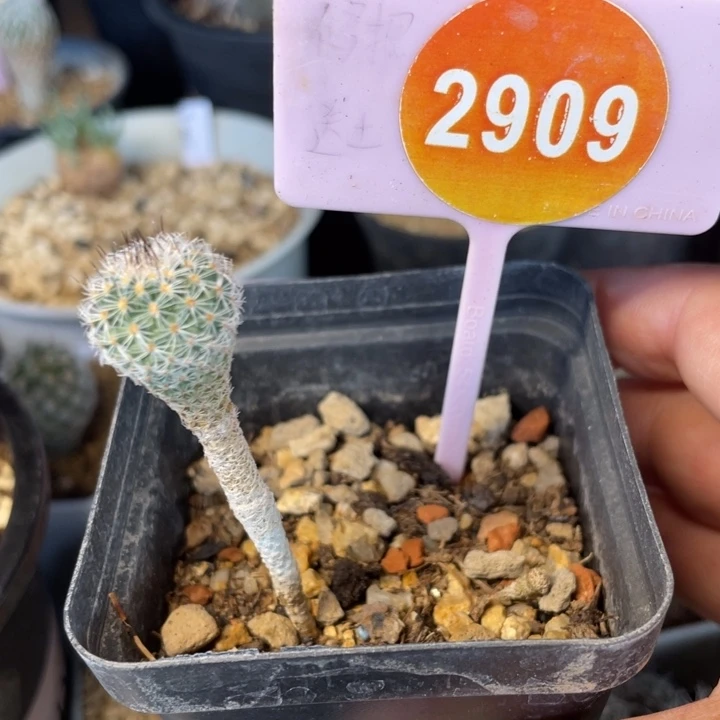 实生赤花美针2909