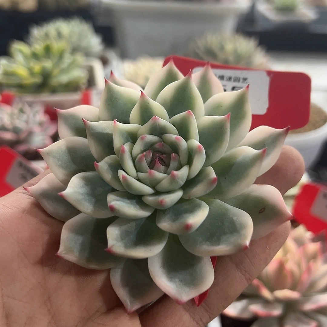 55号吉娃娃锦多肉