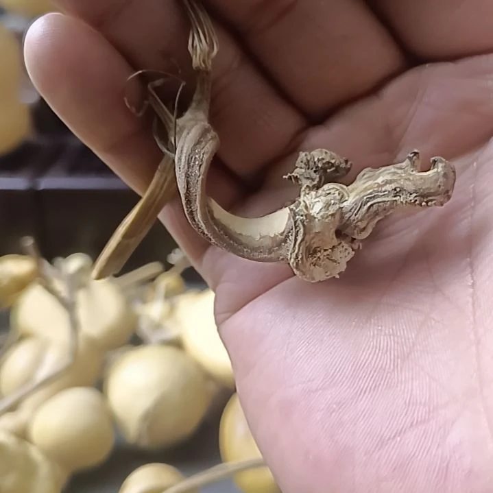 马**功全品无瑕厚皮异形葫芦