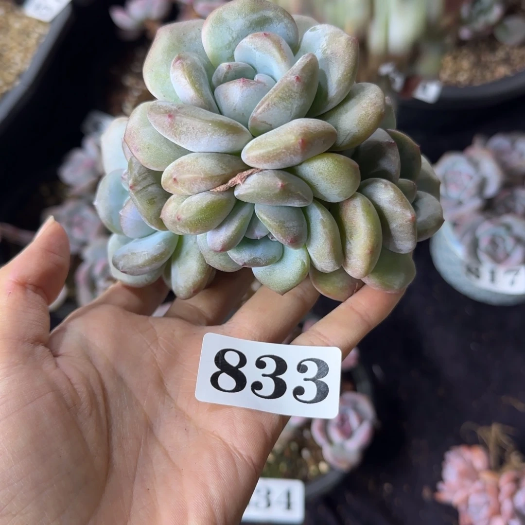 星影5头手捧一物一拍833