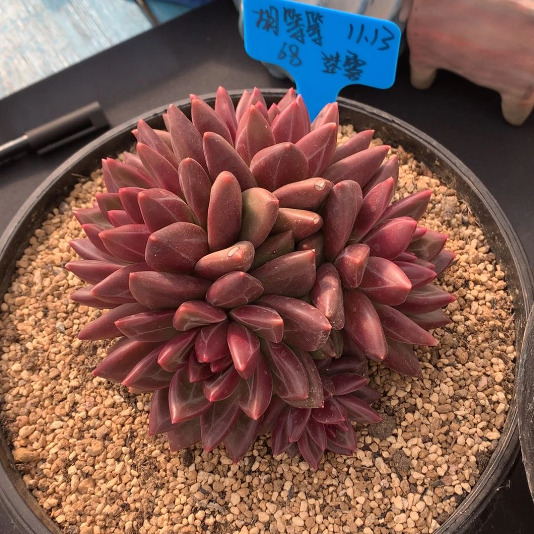 胡***等我们家的小仙女们