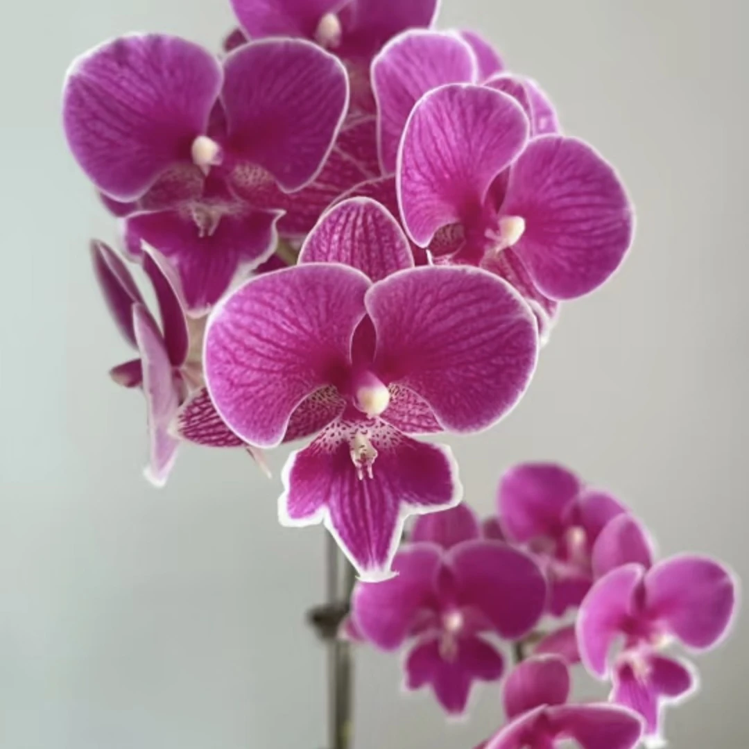 锦兰轩    红豆    蝴蝶兰基地直发