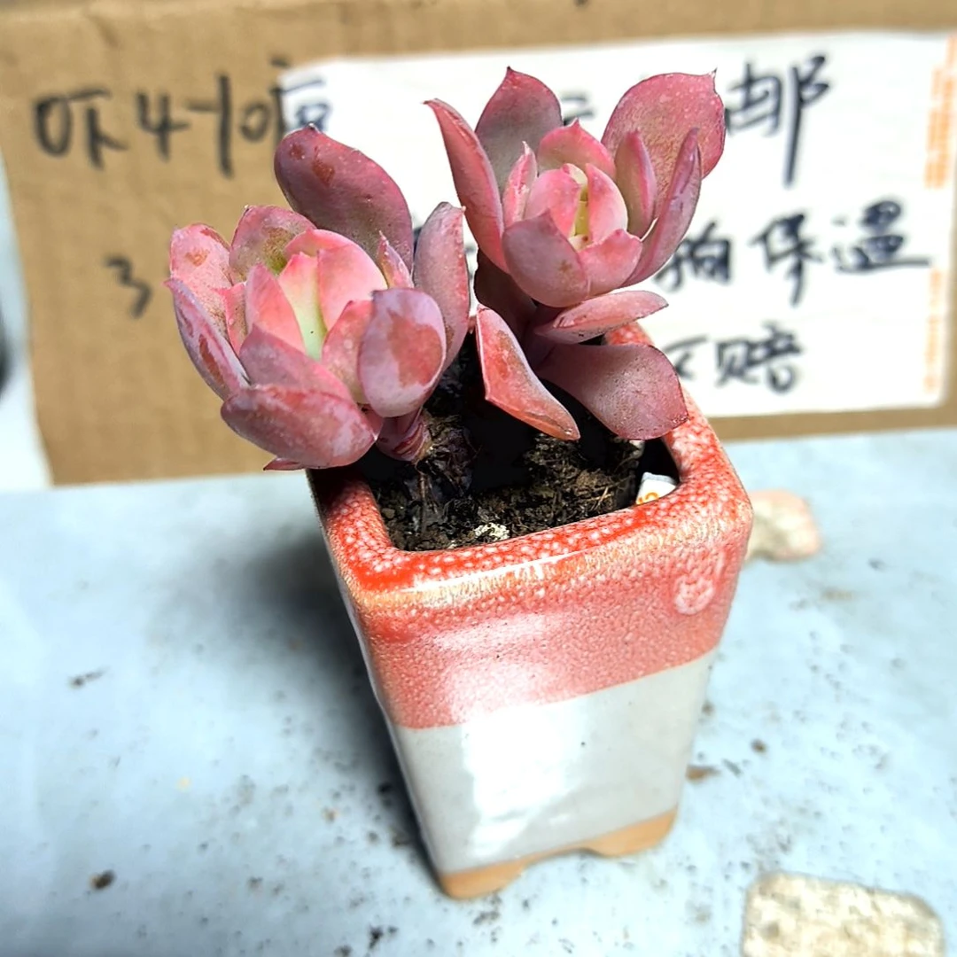 满6元包邮，#绮罗绝绝子2/4头