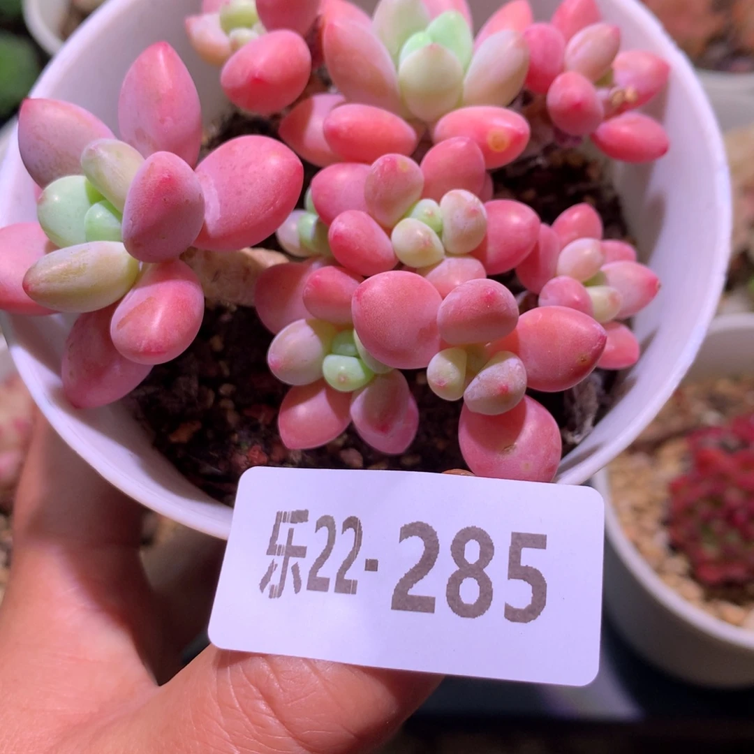 乐然22-285 洛神群