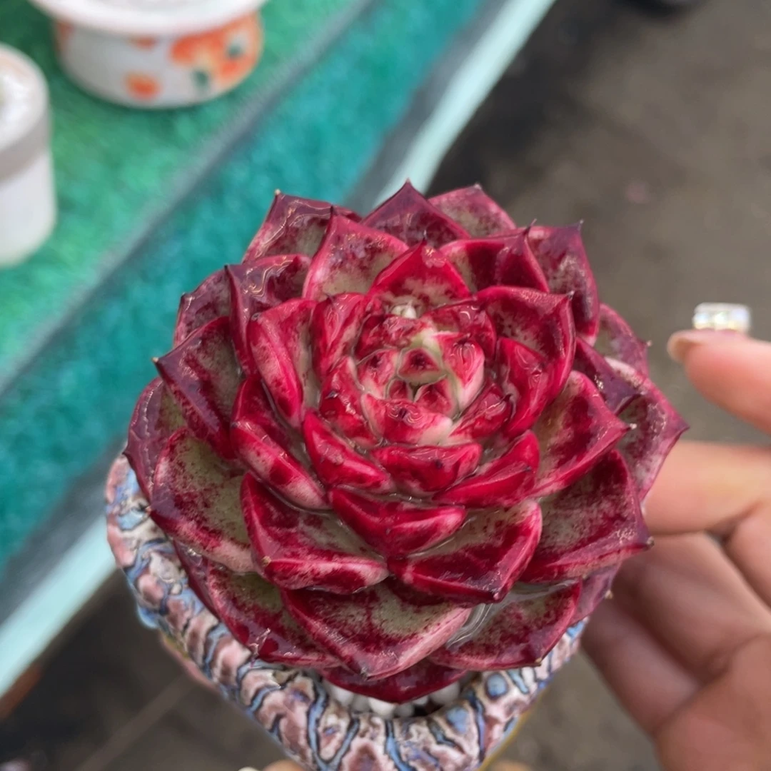 多肉植物盆栽多肉植物