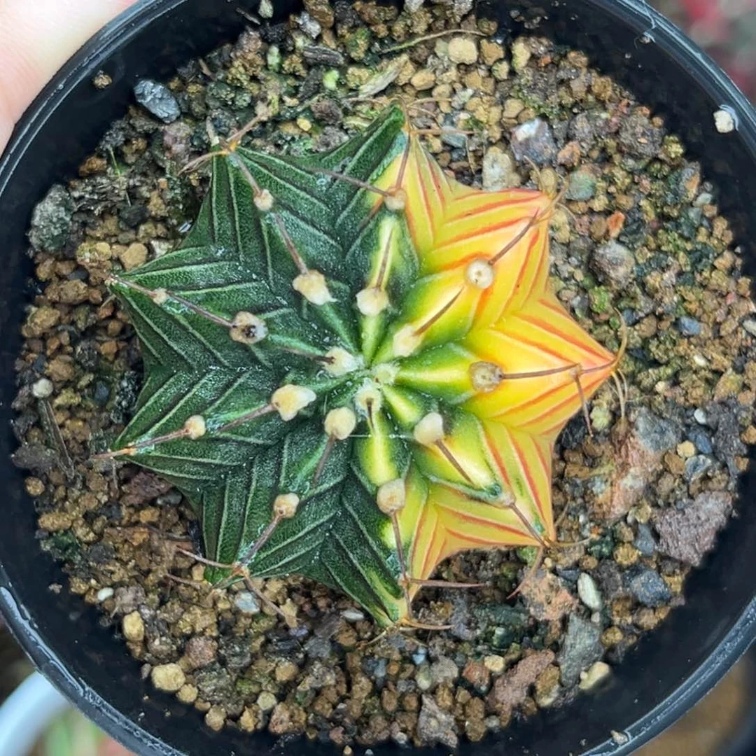 福利 带盆土发货  0000