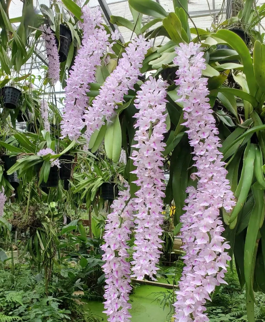 狐尾指甲兰，黄玫瑰浓香