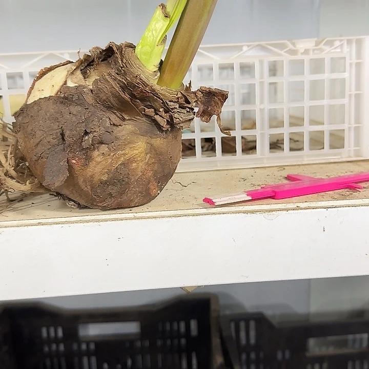 重瓣黑天鹅9.5公分以上花剑