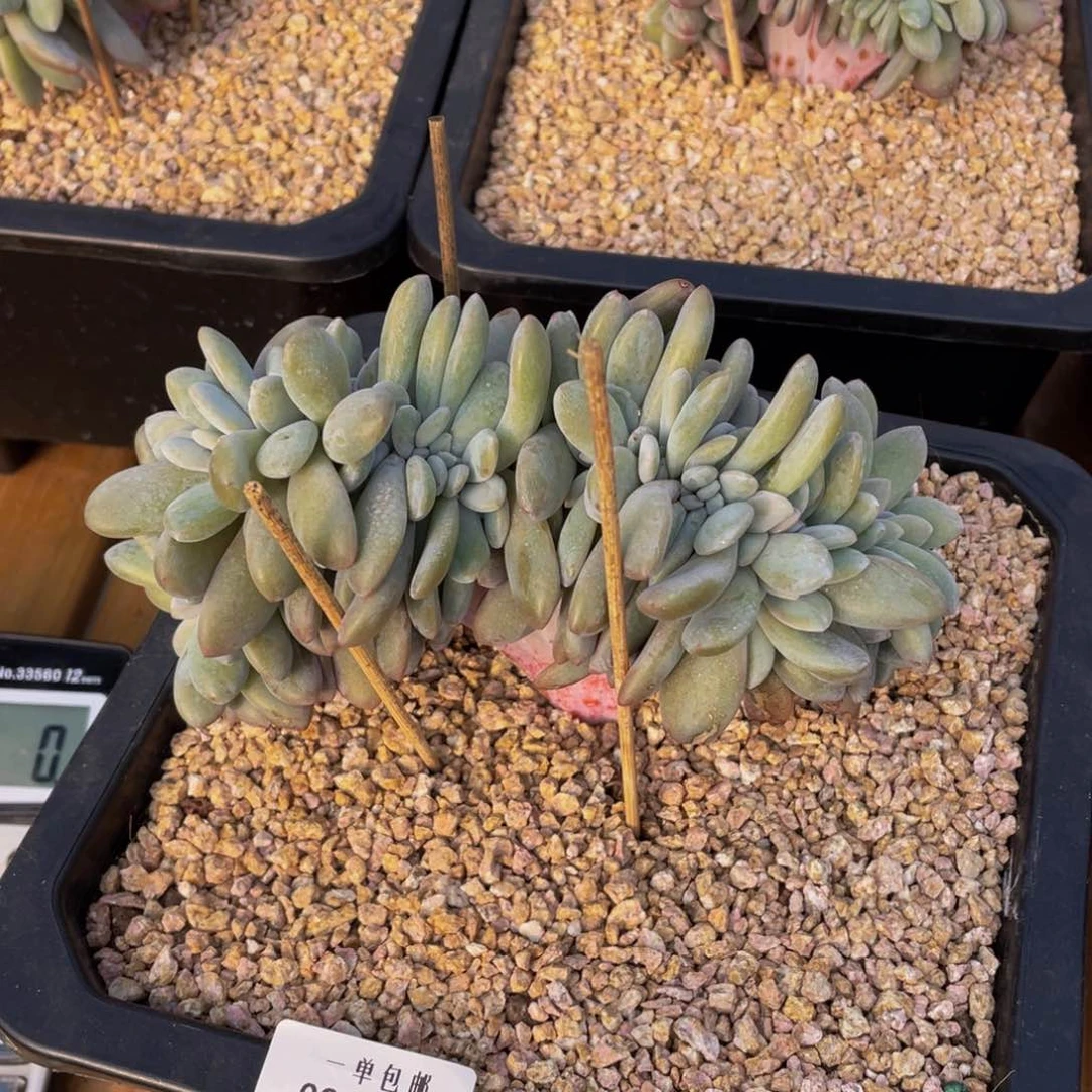 巨**告0206-02-粉兔缀化？？。。。。