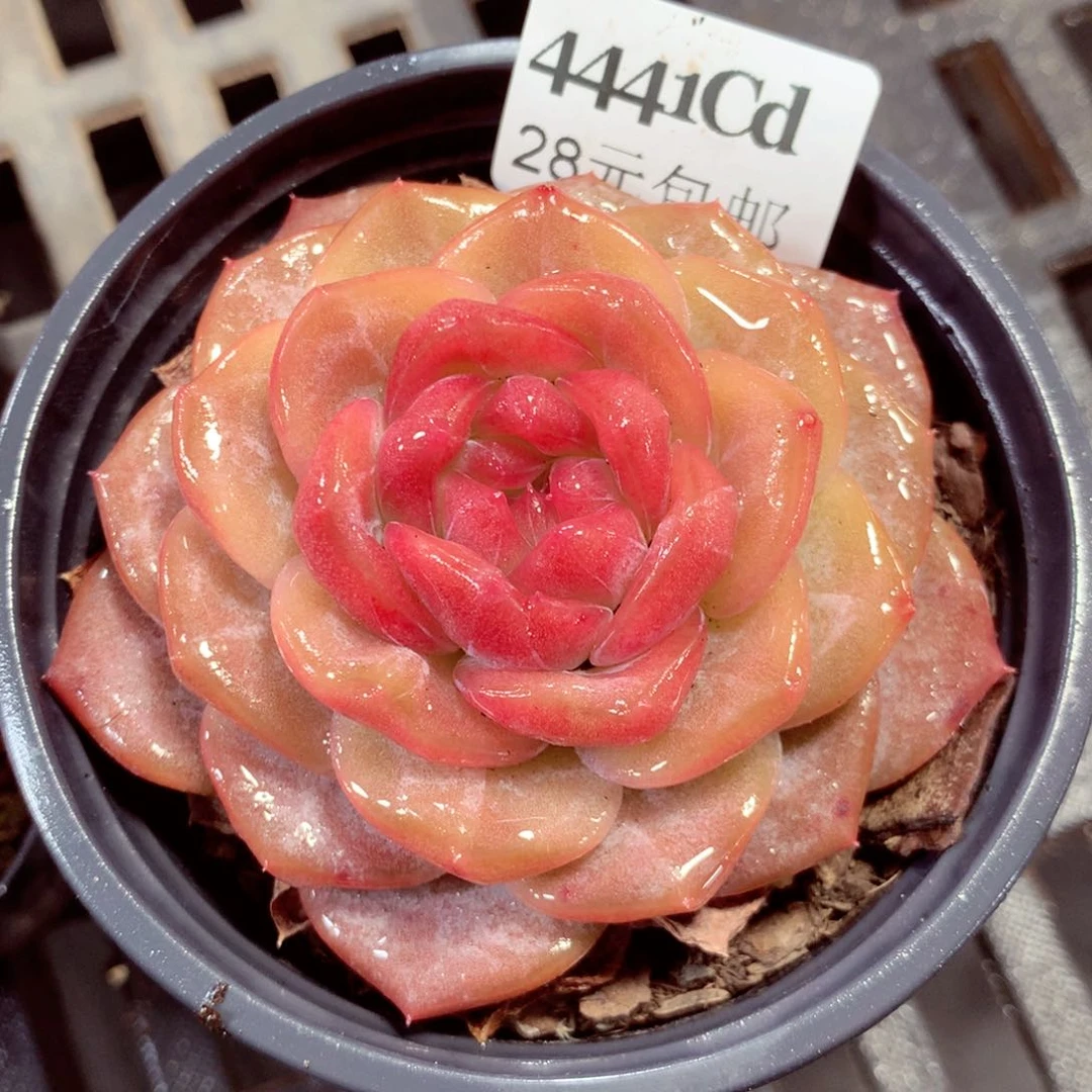 5厘米盆精控多肉4441