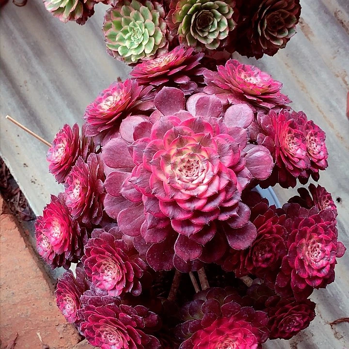 烟花的，多肉植物