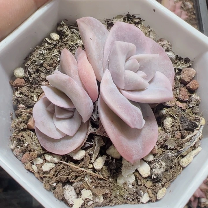 可爱玫瑰锦精品多肉植物大战