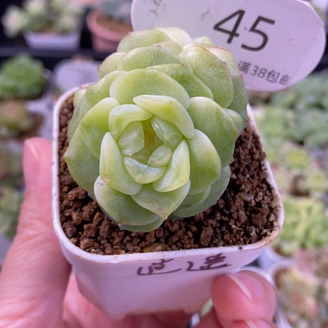 逍遥双头一颗45号