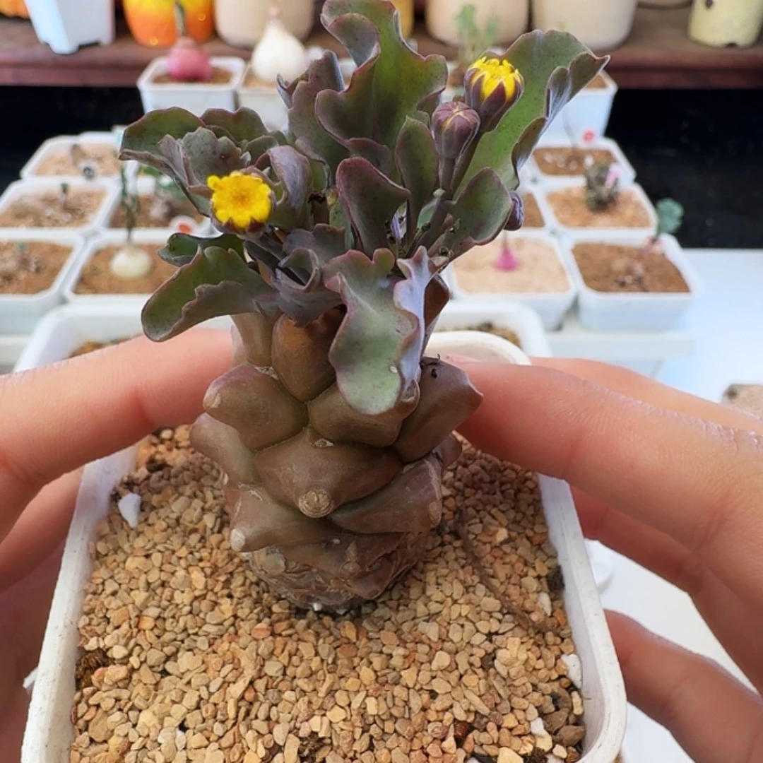多肉植物福利植物蛮鬼塔