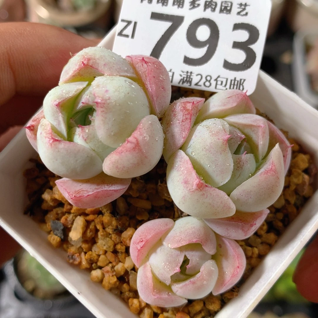 5CM拇指盆精控多肉ZI793