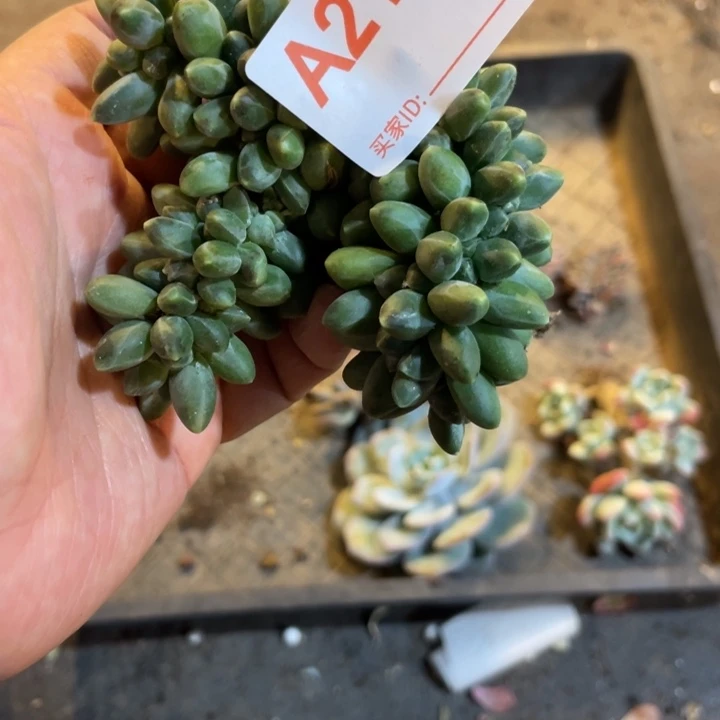 213 满20包邮脱土发货