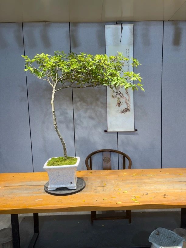 [阿山盆景]一物一拍