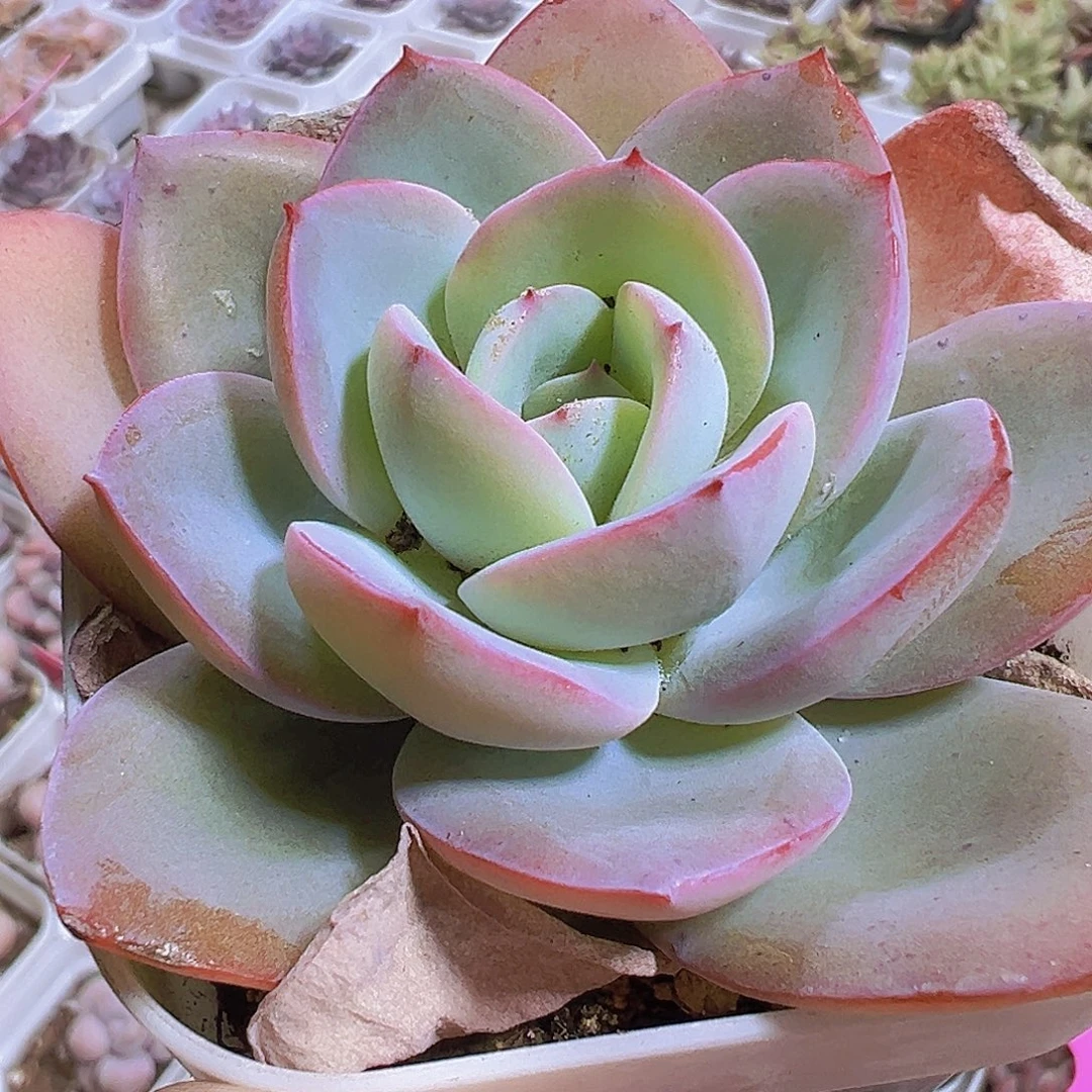 布鲁兰19包邮多肉植物