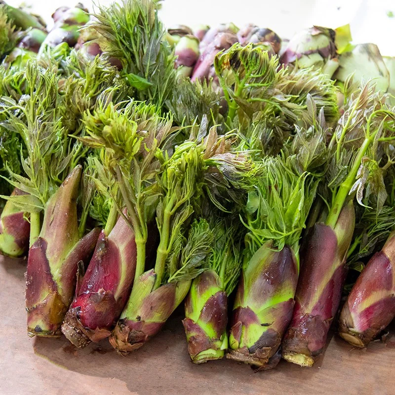 顺丰 EMS包邮云南腾冲野生椿头春头刺老包树头菜椿芽菜现采现发