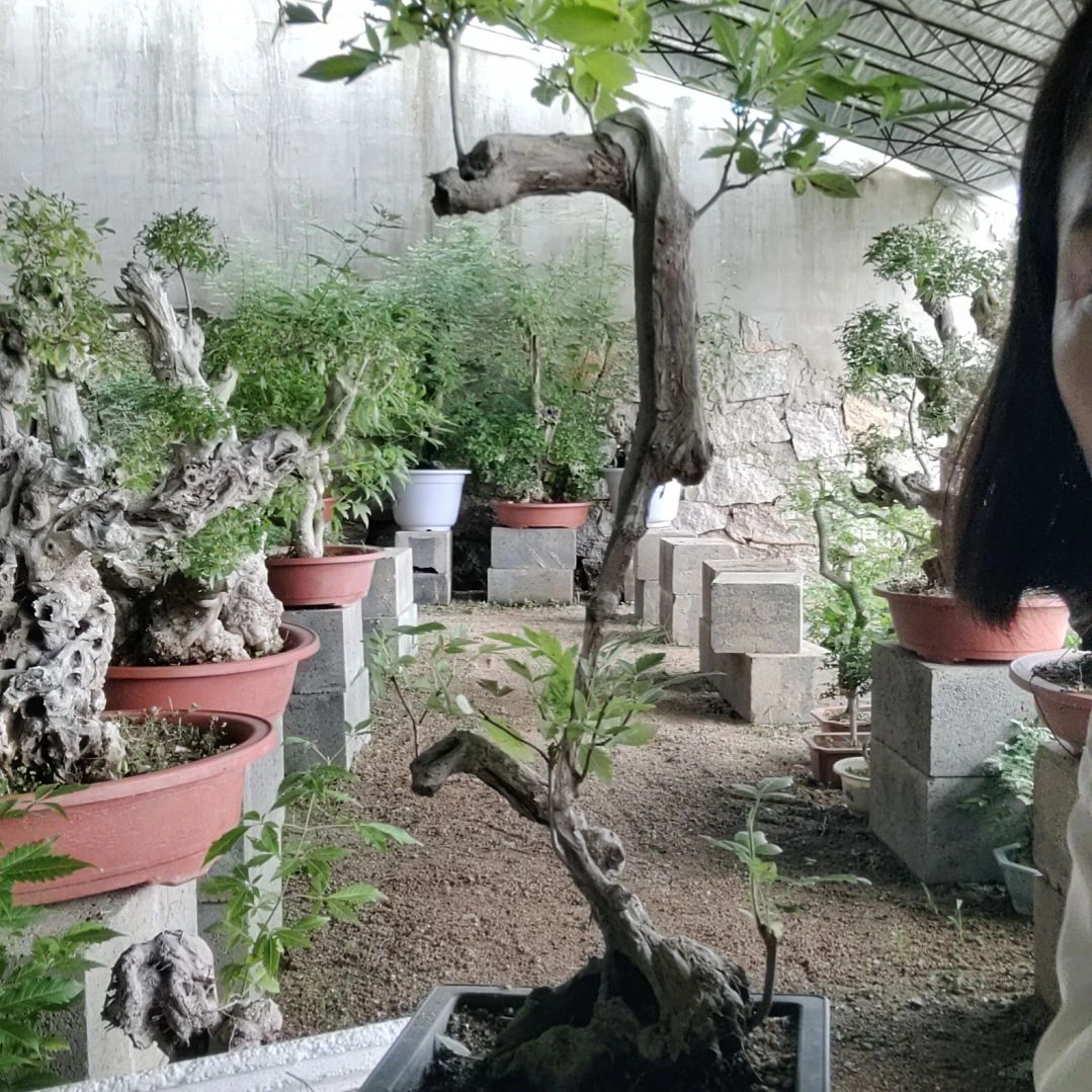 百***0无花朵黄荆盆景黄荆盆景黄荆