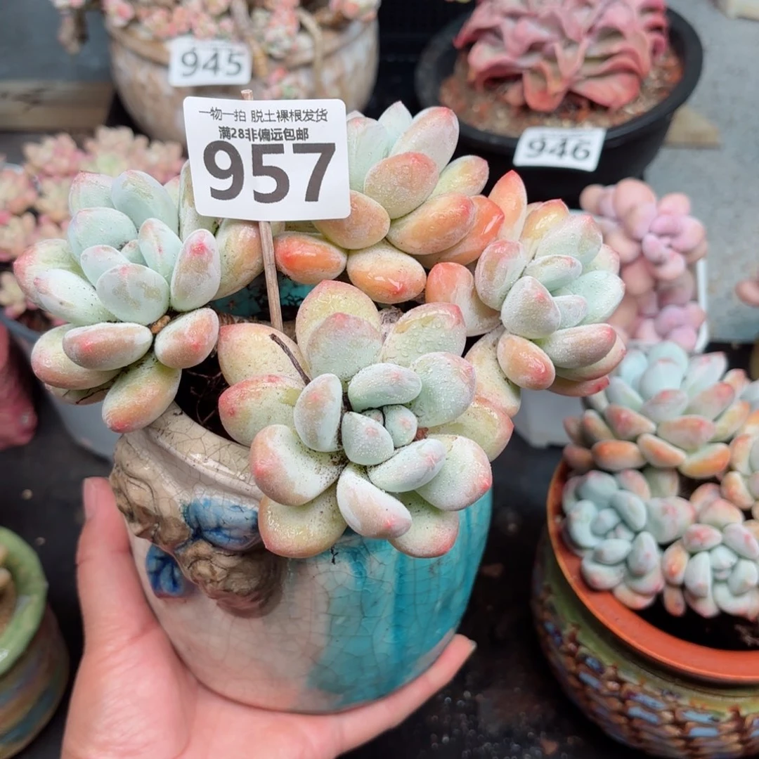 香水老桩无盆土发货