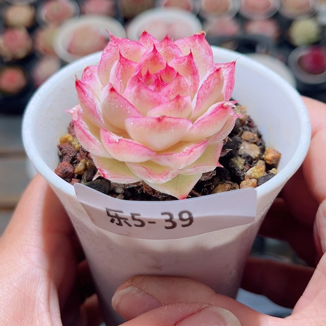 乐5-39 女王单头