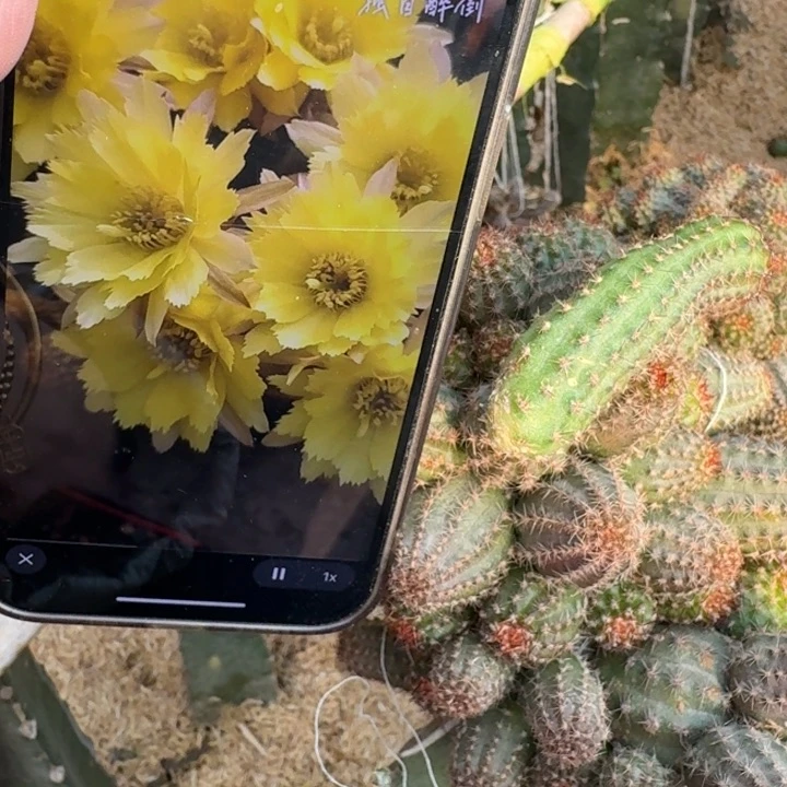 226白檀盖伯无根侧牙小3个