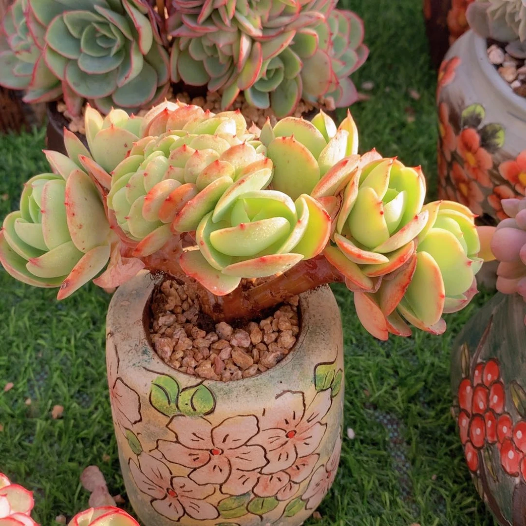 鸡蛋碧桃缀14 公分一物一拍