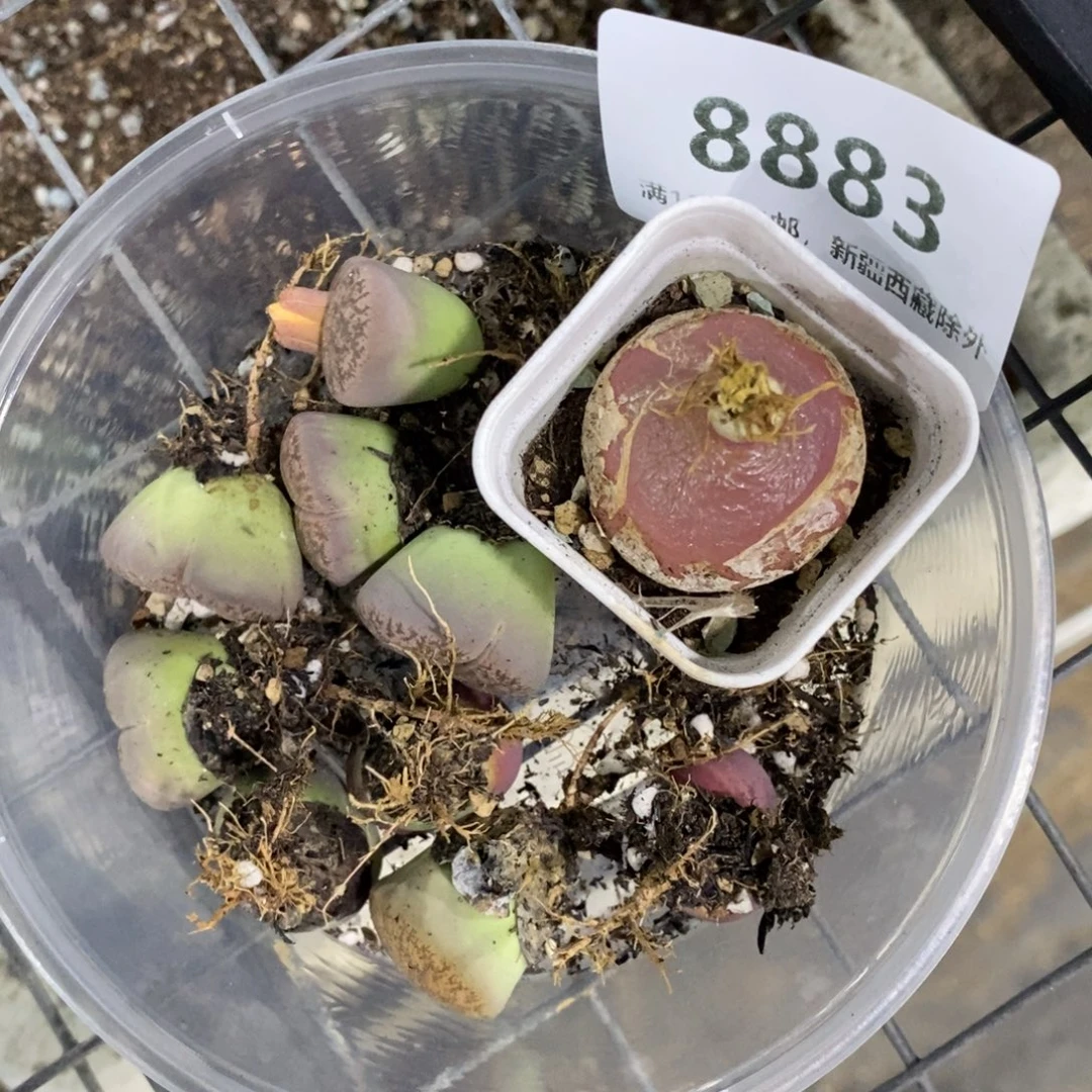 清***鱼8883。