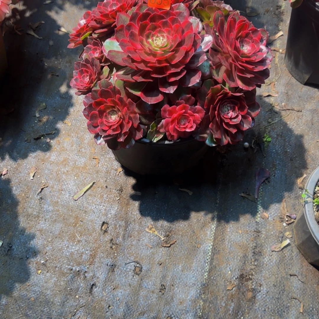 小***满655多肉法师锦111