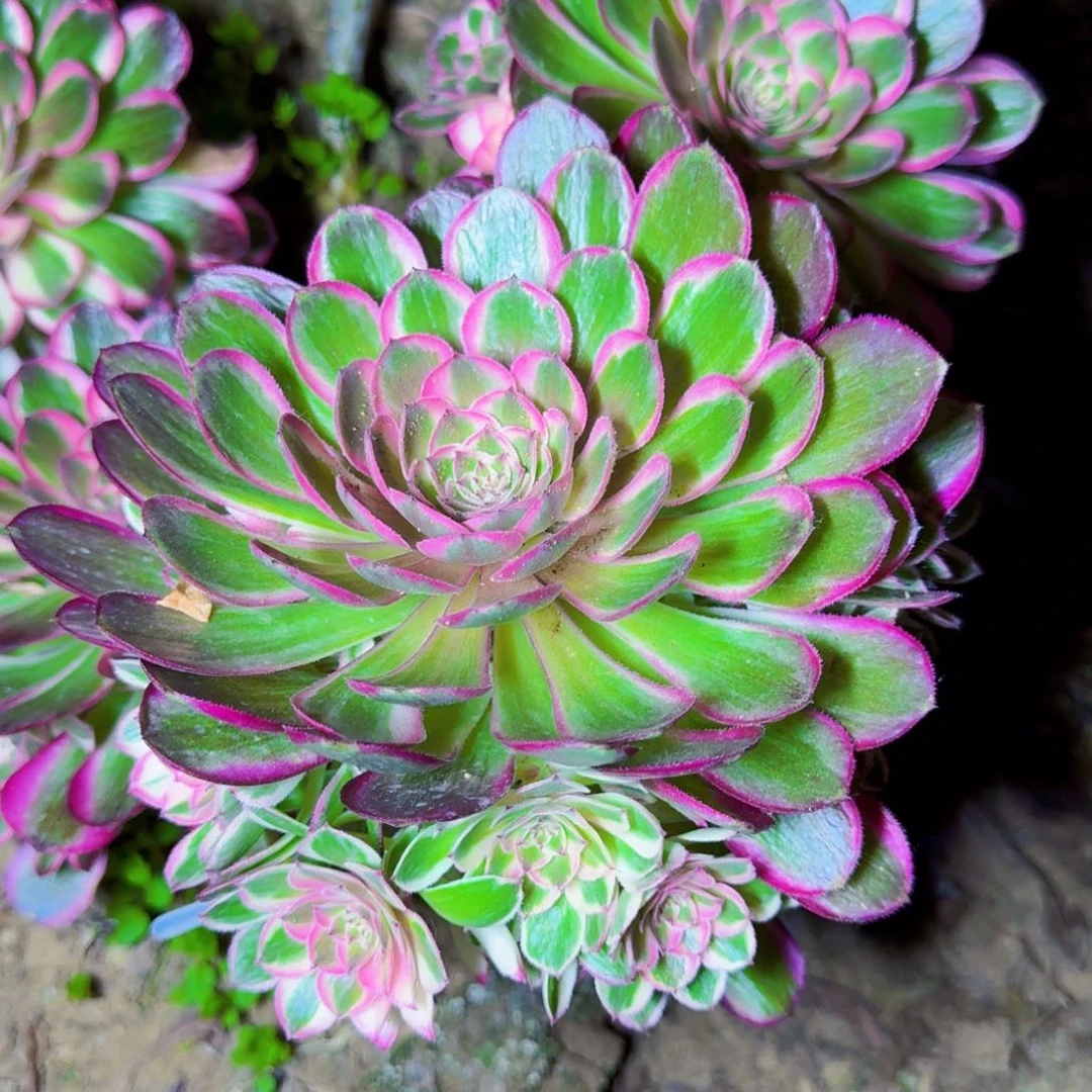 嫁接桃花坞满20包邮