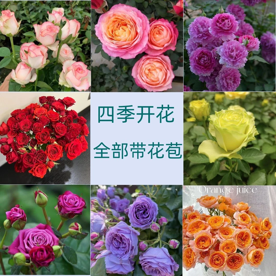【4盆月季花】盆栽新手浮力 0.6加仑地栽阳台庭院皆可种植 四季开花