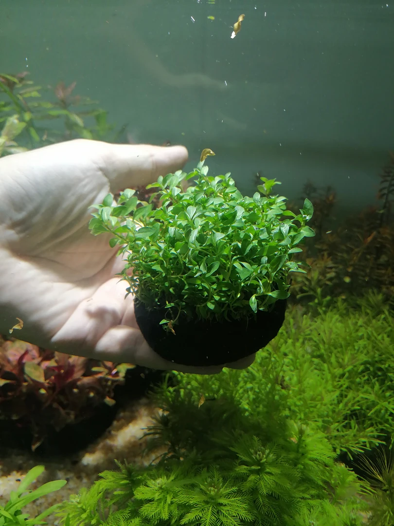 【新品螺旋烟花】新手懒人适用的坨草鱼缸造景水草后景草新人水草